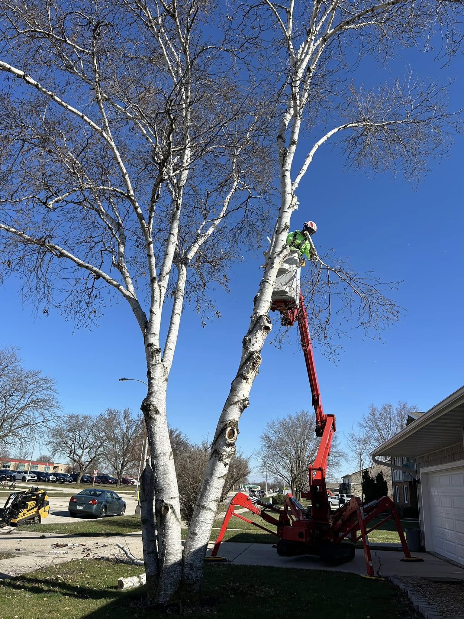 Birch tree trimming