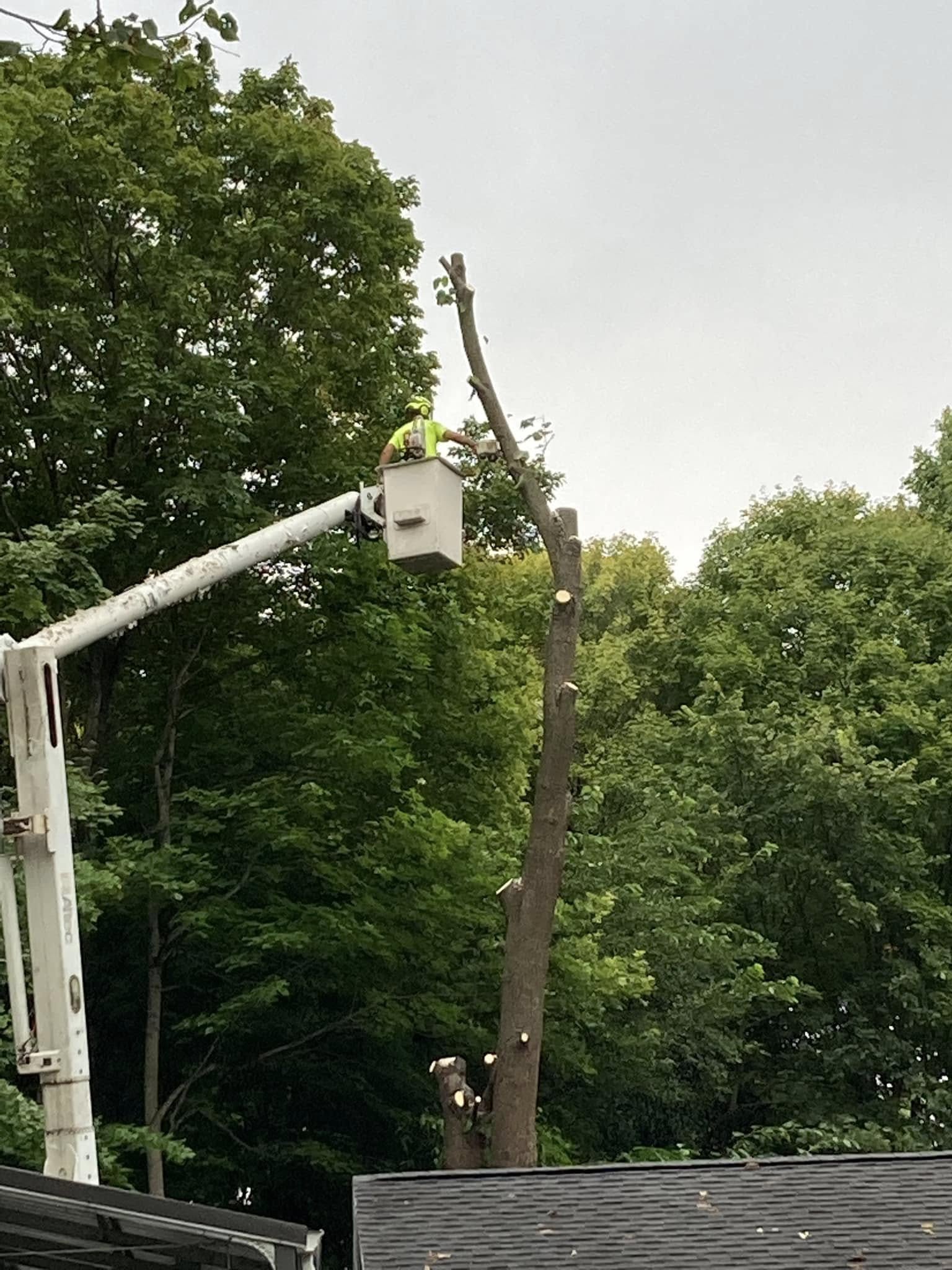 Bucket truck tree removal