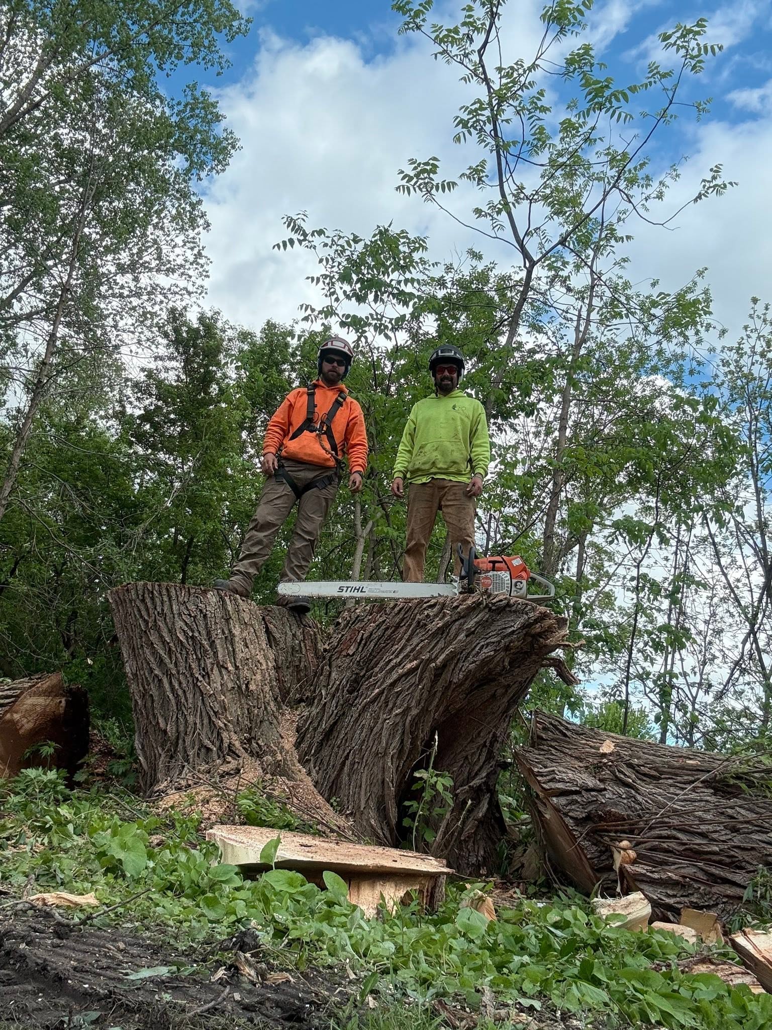 Crew working on a large tree