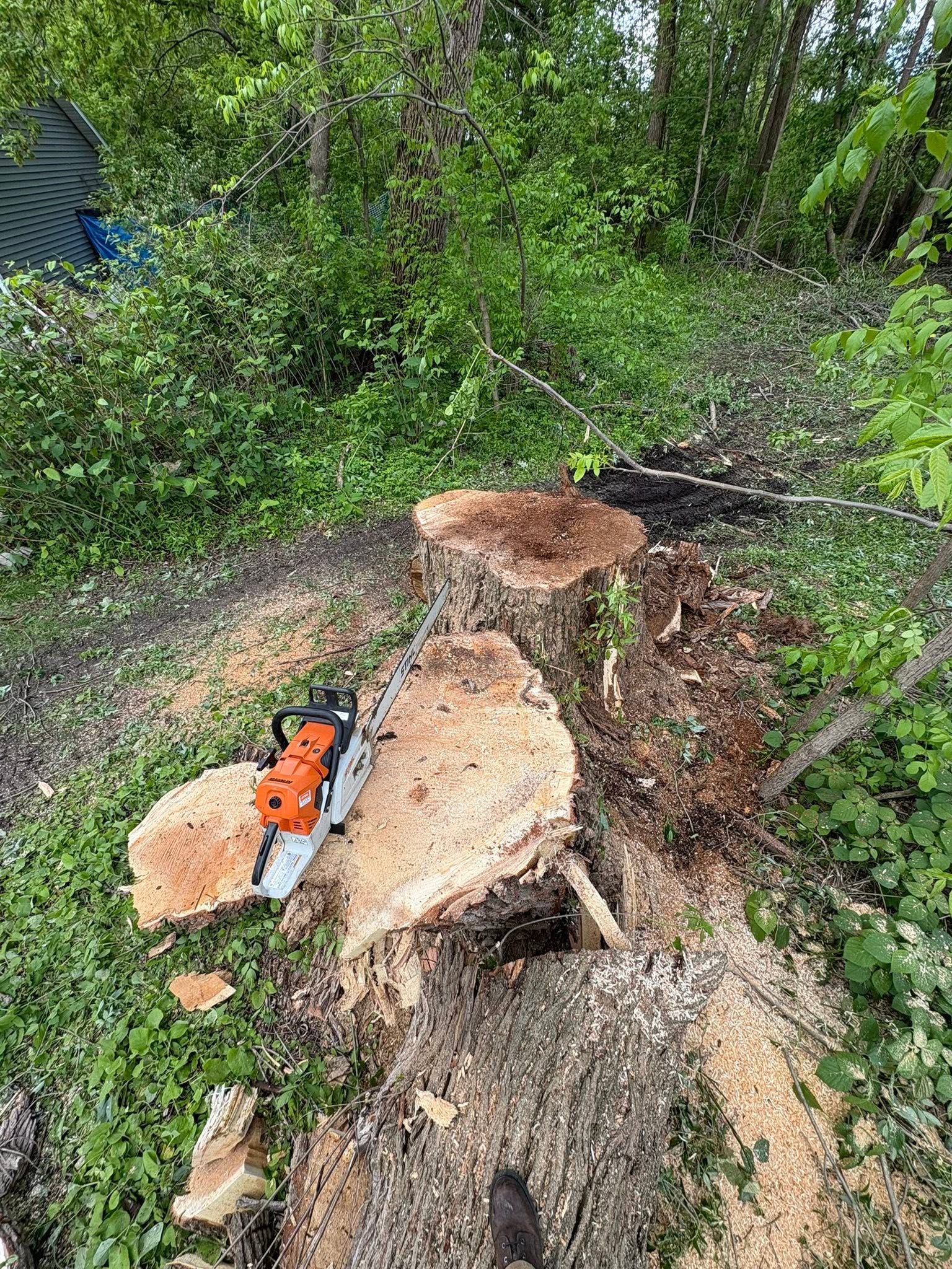 Large stump and chainsaw