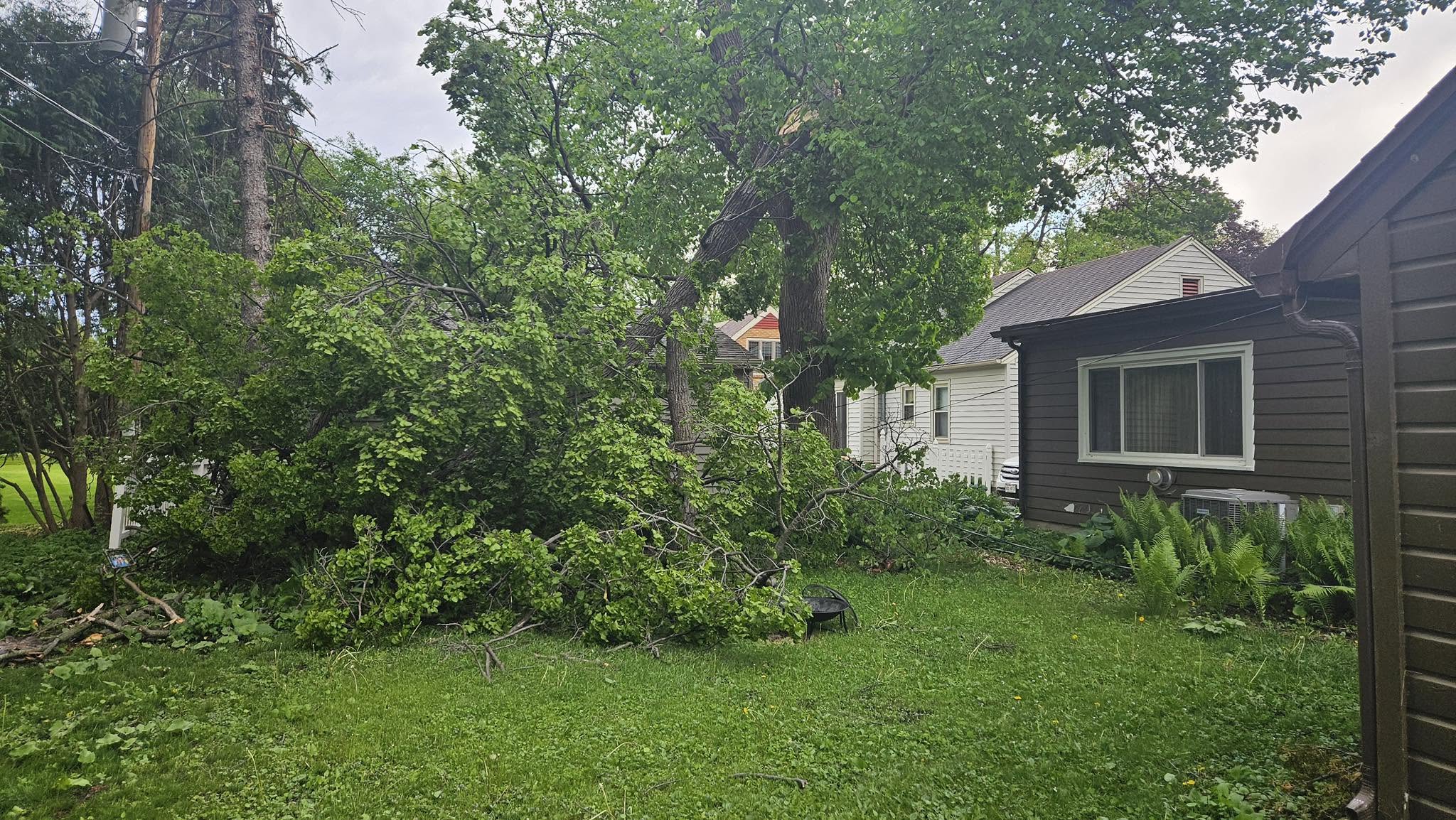 Storm damaged tree in a yard